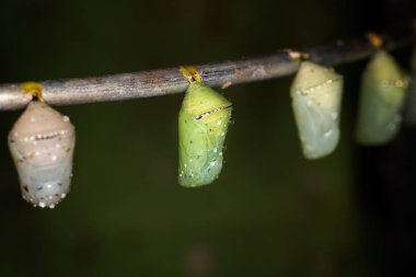 Birkaç pupaları kelebek brunch, makro, samimi ışık 