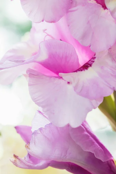 Stäng Upp Bakgrund Rosa Och Lila Gladiolus Blommor Närbild Vertikala — Stockfoto