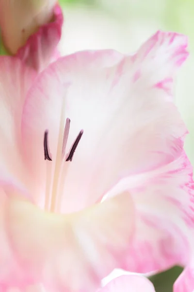 特写背景粉红色的格拉迪奥勒斯花 垂直组成 — 图库照片