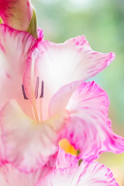 Background Gentle Pink Gladiolus Flowers Macro Close Vertical Composition — Stock Photo, Image