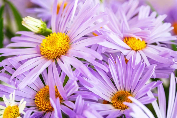 Bakgrund Rosa Lila Krysantemum Daisy Med Gula Harts — Stockfoto