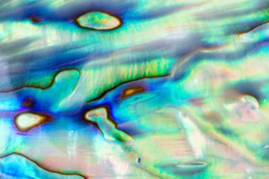 Multicolour doku veya arka plan paua kabuk, haliotis Iris Abalone kabuk kadar kapatın