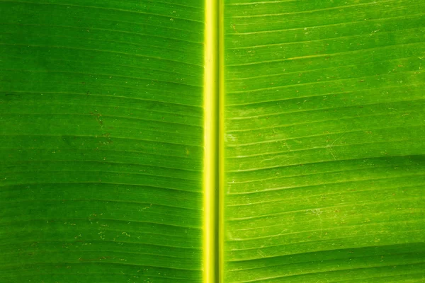 Background Green Banana Leaf Close Horizontal Composition — Stock Photo, Image