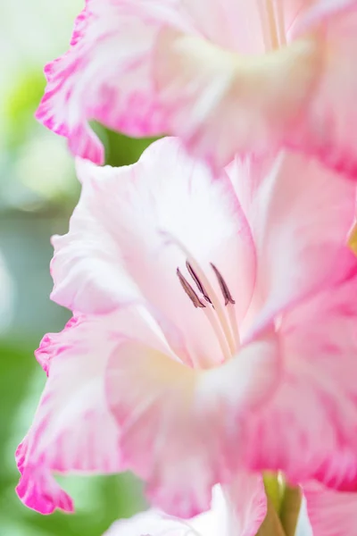 Bakgrund Mix Gladiolus Blommor Makro Nära Upp — Stockfoto