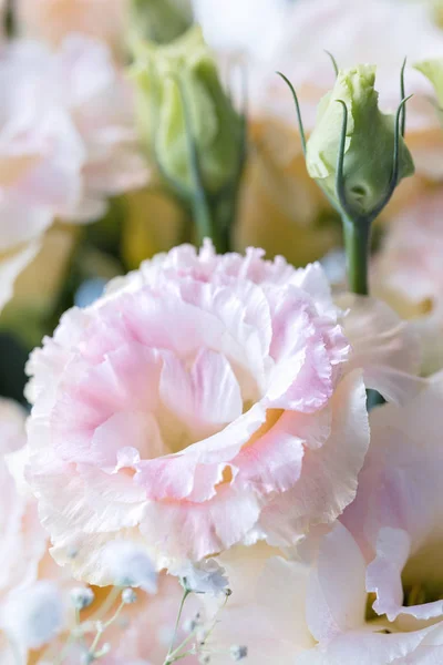 Krásná Jemná Růžová Eustoma Květiny Lisianthus Tulipán Hořce Eustomas Zblizka — Stock fotografie