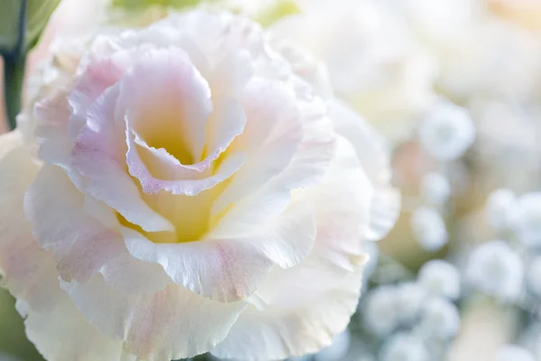 Krásná Jemná Růžová Eustoma Květiny Lisianthus Tulipán Hořce Eustomas Detailní — Stock fotografie
