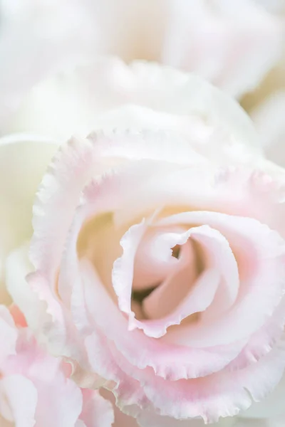 Krásná Jemná Růžová Eustoma Květiny Lisianthus Tulipán Hořce Eustomas Zblizka — Stock fotografie