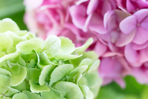 Green and pink flowers of hydrangea or hortensia close-up. Natural hydrangea flowers background, shallow DOF.