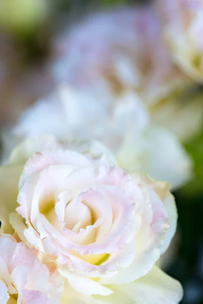 Hermosas Suaves Flores Rosa Eustoma Lisianthus Genciana Tulipán Eustomas Composición — Foto de Stock