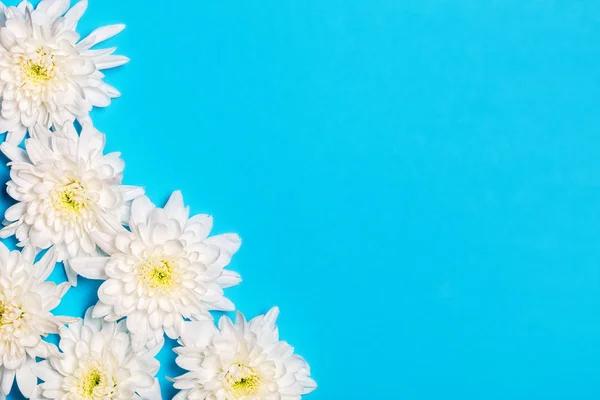 Weiße Blumen auf blauem Hintergrund mit Kopierraum. flache Lage, um — Stockfoto