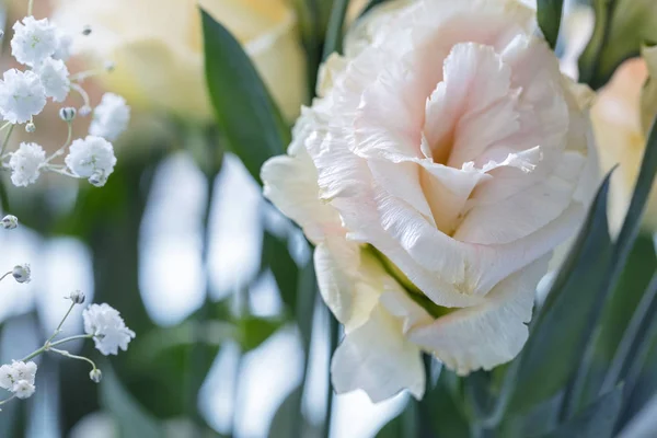 美丽和温柔的粉红色尤斯托马花，利桑图斯，郁金香根 — 图库照片
