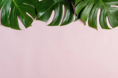 Kopya alanı ile pembe arka plan üzerinde Taze yeşil tropikal Monstera yaprak, üst görünümü