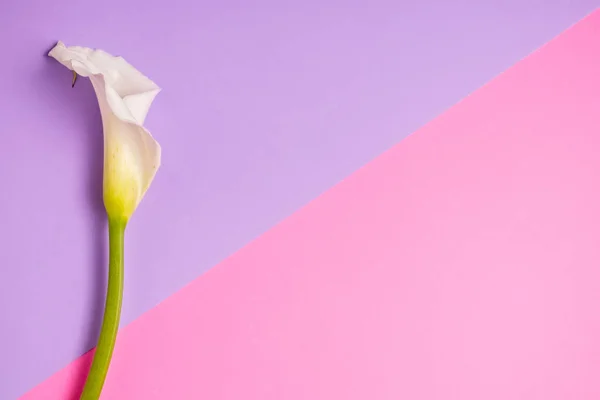 Lírios calla branco no fundo roxo e rosa com espaço de cópia, vista superior — Fotografia de Stock