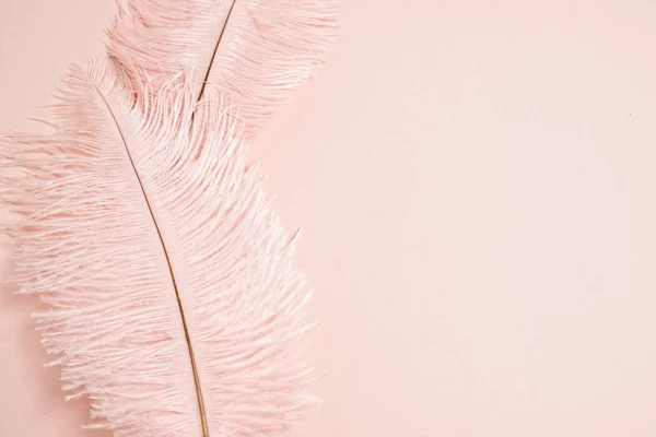粉红色背景上的粉红色柔和的羽毛，具有复制空间。平铺，顶视图. — 图库照片
