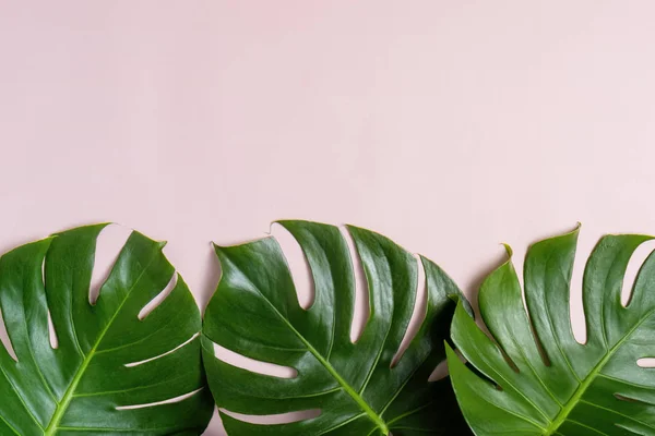 コピーとピンクの背景に新鮮な緑の熱帯のモンスターの葉 — ストック写真