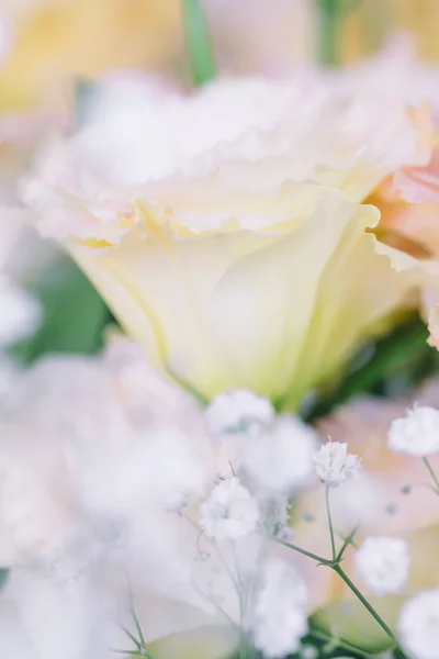 Překrásné a jemné růžové květy Eustoma, Lisianthus, Tulipán gen — Stock fotografie