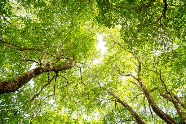 Дивлячись в зелений ліс в сонячний літній день — стокове фото