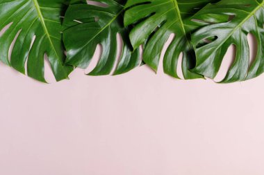 Kopya alanı ile pembe arka plan üzerinde Taze yeşil tropikal Monstera yaprak, üst görünümü