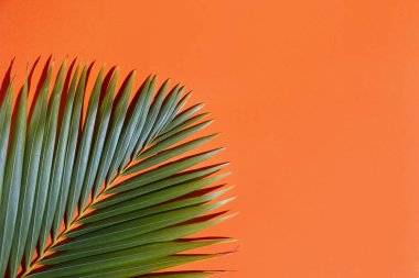 Parlak bir yaz turuncu backgroud tropikal yeşil palmiye ağacı yaprağı , kopya alanı ile üst görünümü