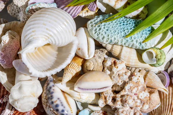 カラフルな貝殻の背景、水平構成 — ストック写真