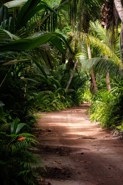 Ground rural road in the middle of tropical jungle, vertical composition
