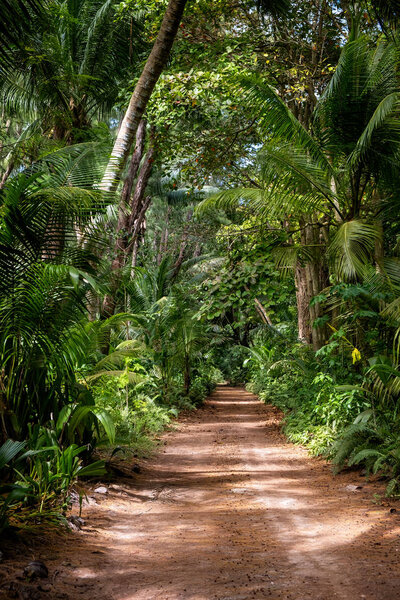 Ground rural road in the middle of tropical jungle, vertical composition
