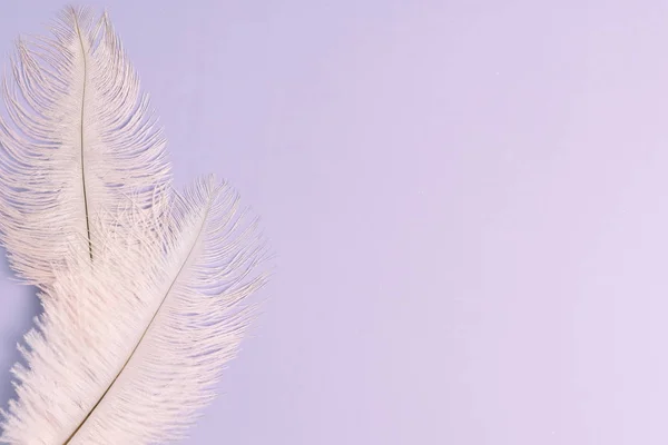 Pink pastel feathers on light purple background with copy space. Flat lay, top view. — Stock Photo, Image