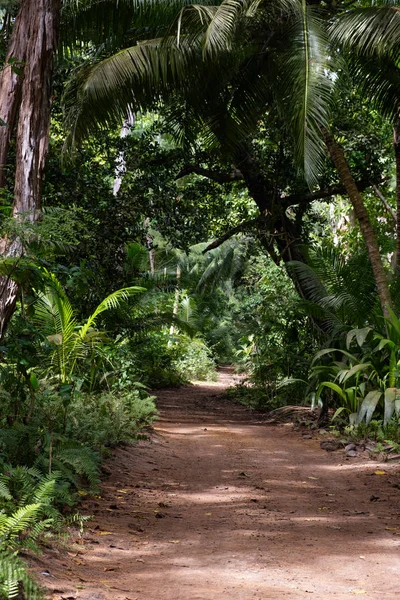 Ground rural road in the middle of tropical jungle — Stock Photo, Image