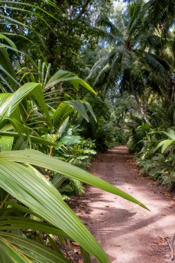 Tropikal ormanın ortasında zemin kırsal yol, vertucal kompozisyon