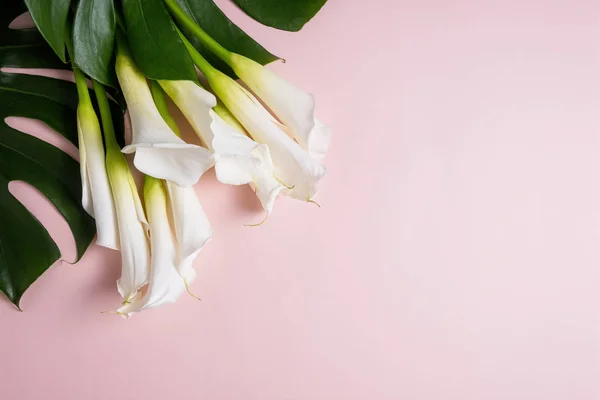 Bouquet  of White calla lilies and monstera leafs on pink background with copy space, top view