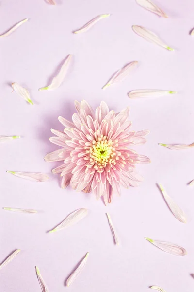 Roze chrysanten arrangement op roze achtergrond. Platte lay, Top uitzicht. Florale achtergrond., verticale samenstelling — Stockfoto