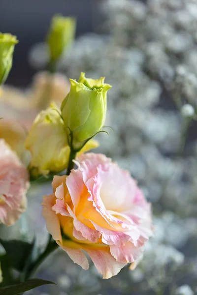 Krásná a jemná růžová Eustoma květiny, Lisianthus, Tulipán hořce, eustomas. Zblizka, vertikální složení — Stock fotografie