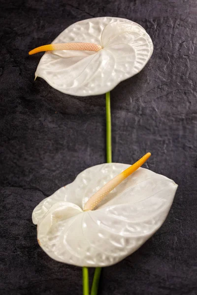 Dvě bílé Kally Lily nebo Árón Lily na tmavém pozadí, vertikální kompozice — Stock fotografie