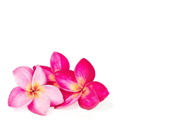 Três Rosa Tropical Frangipani Plumrria Flor Isolada Fundo Branco Com — Fotografia de Stock