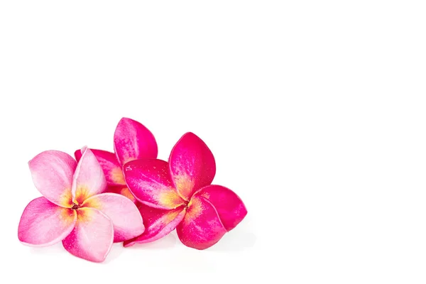 Tre Rosa Tropiska Frangipani Eller Plumrria Blomma Isolerad Vit Bakgrund — Stockfoto