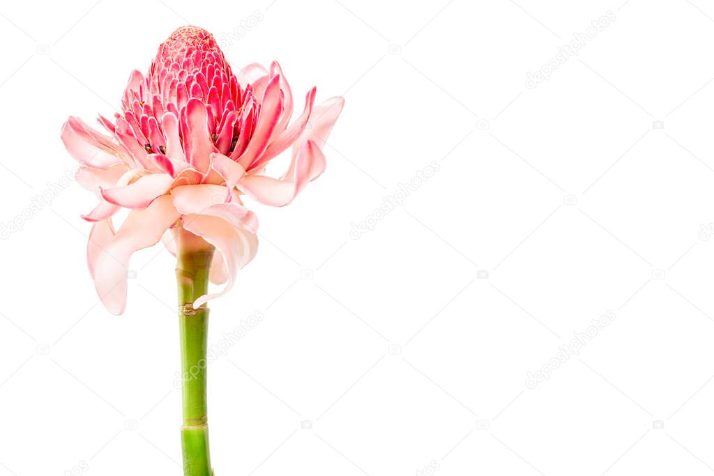 Pink torch ginger tropical flower or etlingera elatior isolated on white background with copy space 