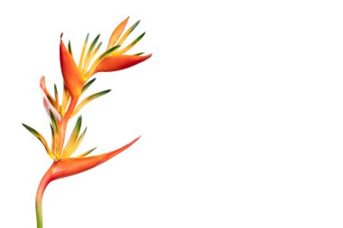 Beyaz zemin üzerinde izole edilmiş Heliconia Çiçeğinin (Heliconia Aurantiaca) Yakın Görüntüsü