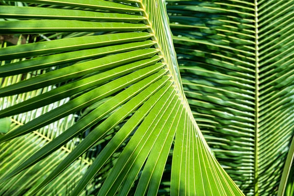 Green Palm Leaves Tropical Background — Stock Photo, Image