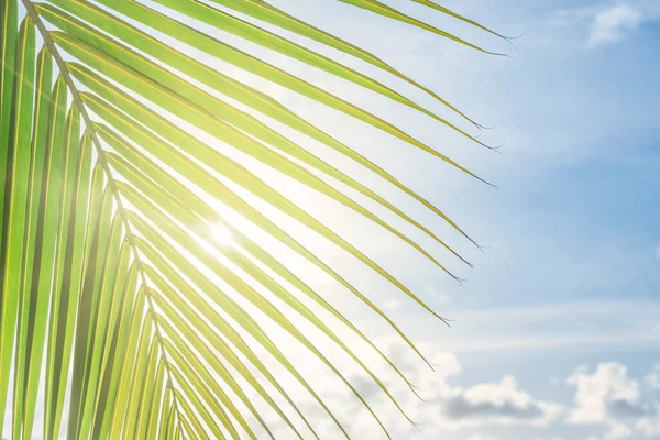 Kokospalmer Över Klar Himmel Med Strålande Sol Glöd — Stockfoto