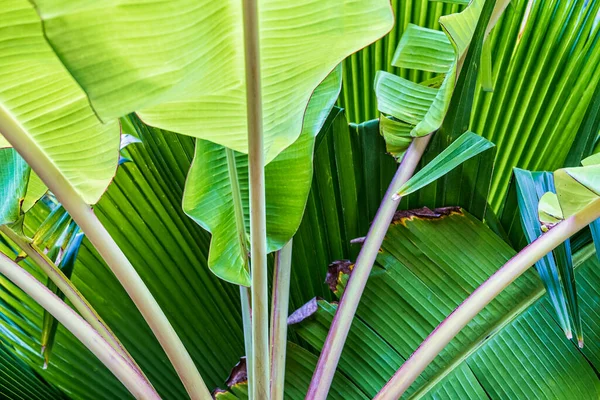 Tropické Banánové Listy Textury Velké Palmové Listy Příroda Jasně Zelené — Stock fotografie