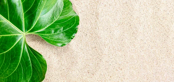 白い砂浜の緑の熱帯の葉 トップビュー コピースペース バナー — ストック写真