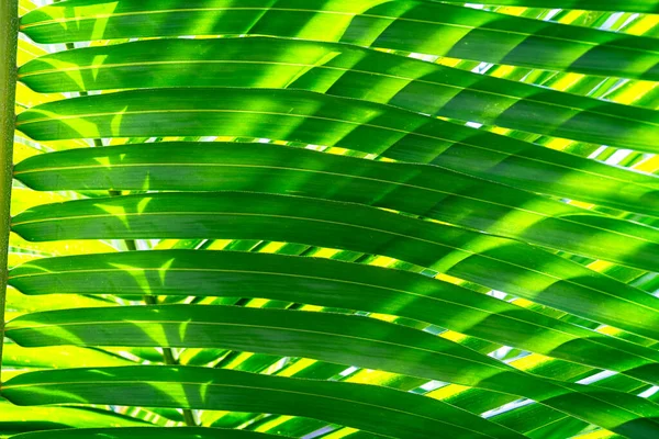 Green Palm Leaves Tropical Background — Stock Photo, Image