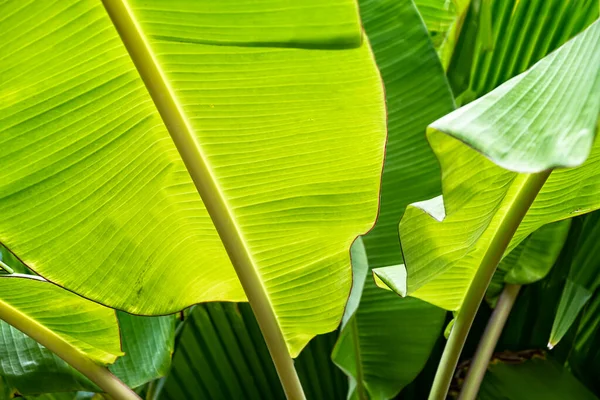 Texture Foglia Banana Tropicale Grande Natura Fogliame Palma Sfondo Verde — Foto Stock