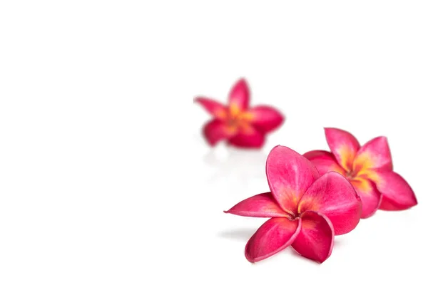 Tre Rosa Tropiska Frangipani Eller Plumrria Blomma Isolerad Vit Bakgrund — Stockfoto