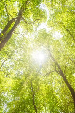  Güneş Ağaç brançlarında parlıyor, Düşük Açı Görünümü, dikey bileşim 