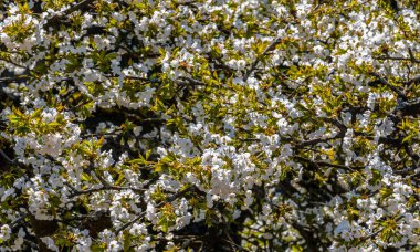 Elma ağacı çiçeği. Bahar çiçek arka plan