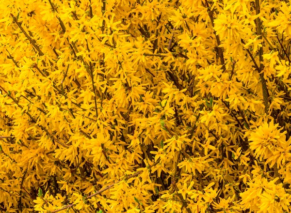 Flores amarelas florescendo nos ramos do arbusto — Fotografia de Stock