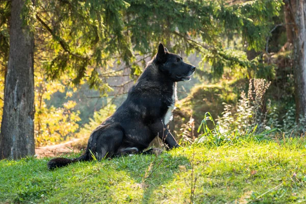 Wolfhound senta-se na floresta sob abeto . — Fotografia de Stock