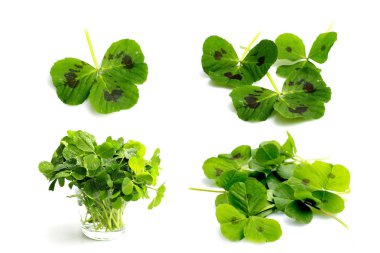 beyaz bir arka plan üzerinde farklı sürümleri üç yapraklı yonca