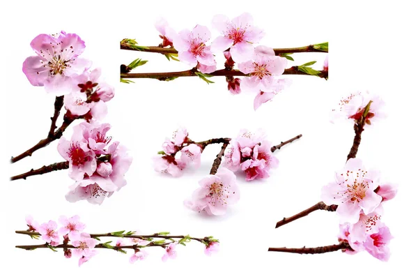 Beyaz Bir Arka Plan Üzerinde Izole Güzel Pembe Çiçeği — Stok fotoğraf
